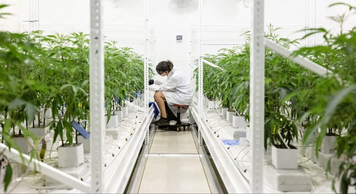 A scientist tends to plants in a hydroponic grow room, hinting at NYC's real estate revival.
