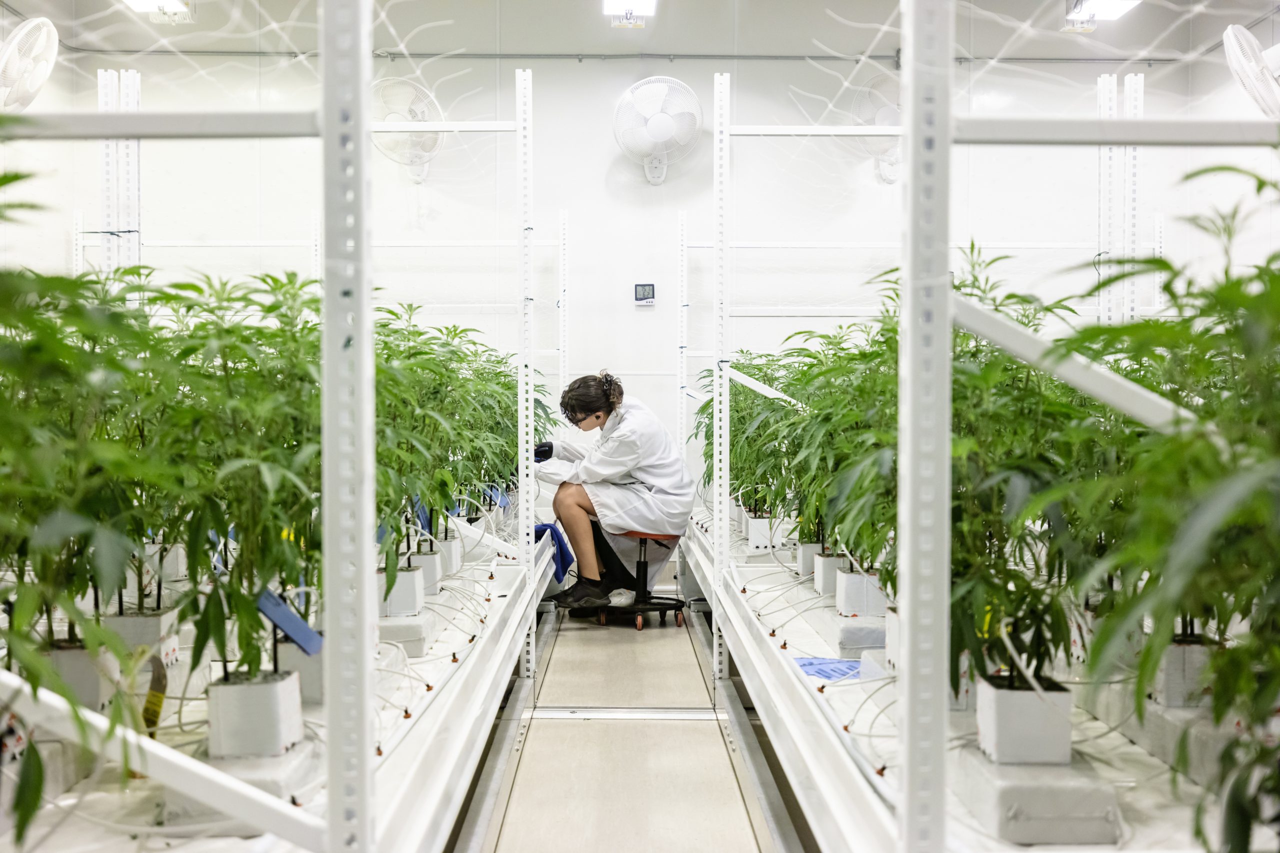 A scientist tends to plants in a hydroponic grow room, hinting at NYC's real estate revival.