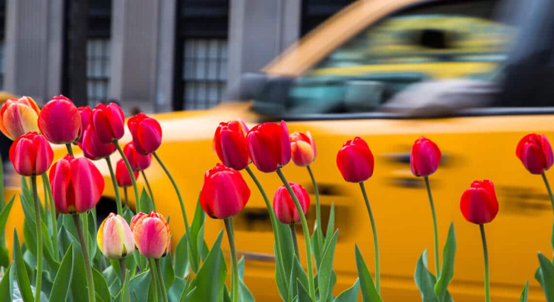 Red tulips against the backdrop of a yellow cab in Manhattan, New York City.